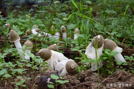 蘑菇小常识（中）10种味道鲜美的蘑菇，哪一种是菌中之王？插图48